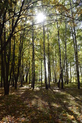 Obraz premium осенний день