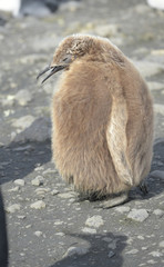 Obraz premium Juvenile King Penguin - profile view - full length