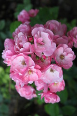 Meraviglioso fiore rosa