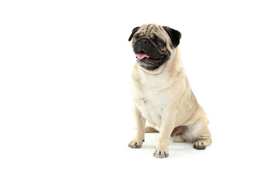 Obraz premium Funny pug dog isolated on a white