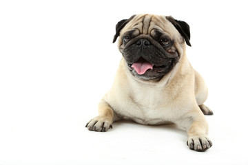 Funny pug dog isolated on a white