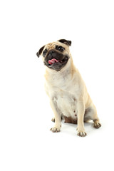Funny pug dog isolated on a white