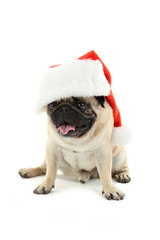 Funny pug dog with santa hat isolated on a white