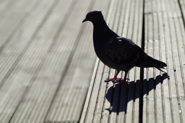 Taube