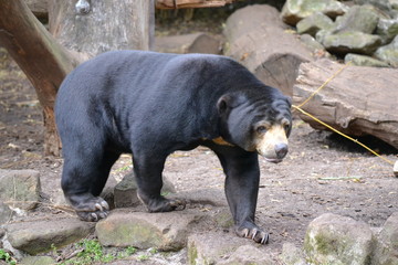 Malaienbär