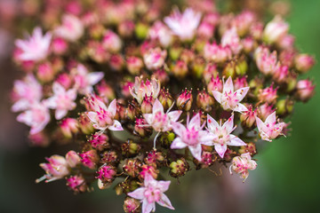 Matrona Sedum spectabile