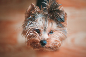 йоркширский терьер