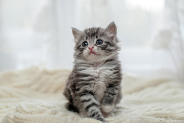 Серый пушистый котенок