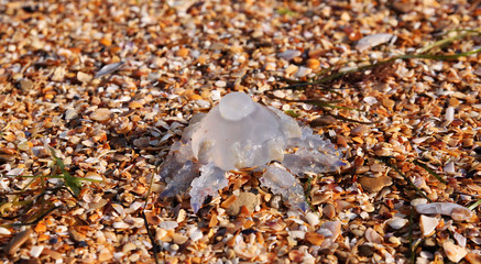Jellyfish