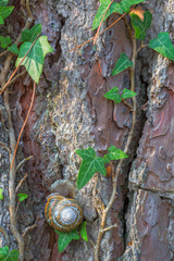 Old tree bark texture