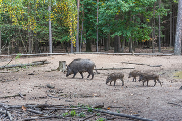 Naklejka na ściany i meble Wildschweinfamilie im Wald