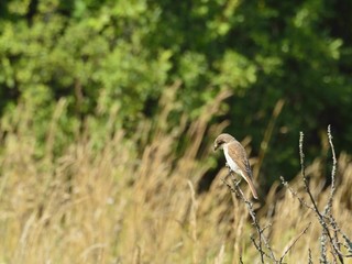 Red-backed shrike
