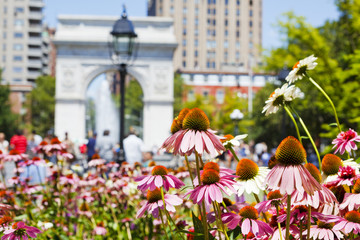 Washington Square Park in July. The focus is on flowers in the foreground with Washington Square...