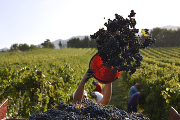 Vendemmia