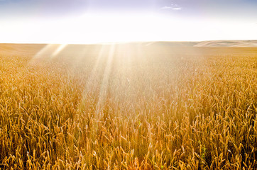 Ripe Wheat/Field of the Ripe Wheat in the  Sun Rays
