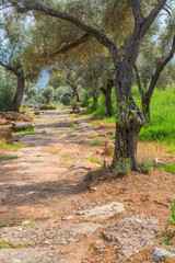 Fototapeta premium Old road with stone plates