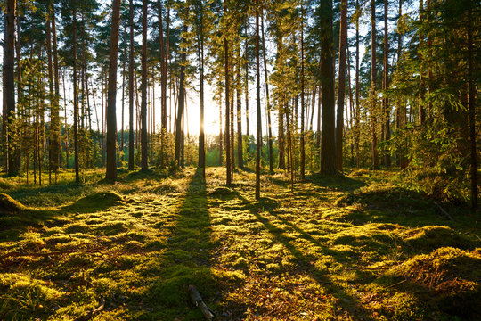 Fototapeta Sunrise in pine forest