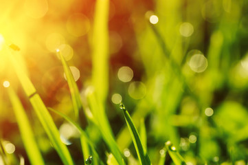 Fototapeta premium Morning grass