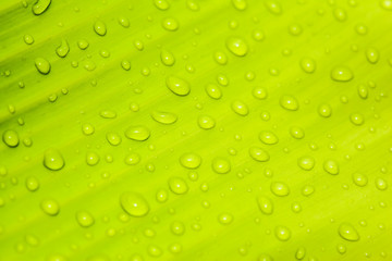 Fototapeta na wymiar Beautiful green leaf