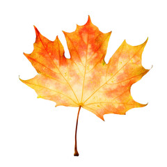 Yellow Maple Leaf Isolated