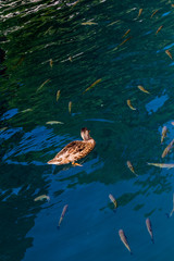 Virgin nature of Plitvice lakes national park, Croatia