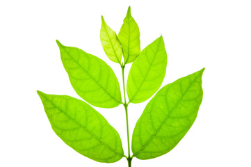 Laurel leaf