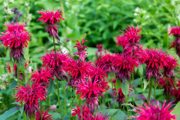 small red flowers in foliage closeup