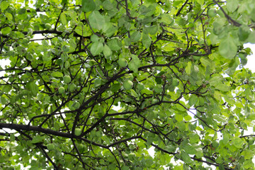 apple tree branches with small fruit