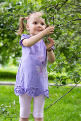 little girl with pigtails in amazement looks at apples on a bran