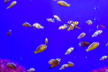 Fototapeta na wymiar Tropical aquarium with clownfish