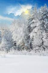 Fototapeta na wymiar Winter landscape with snowy trees after snowstorm