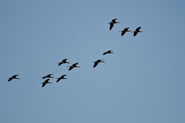 Flock of White-faced Ibis Flying in a Blue Sky