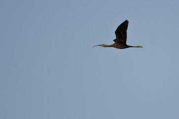 Single White-faced Ibis Flying in a Blue Sky