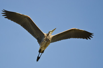 Great Blue Heron Flying in a Blue Sky