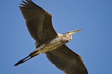 Great Blue Heron Flying in a Blue Sky