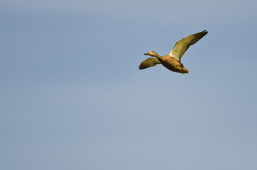Female Mallard Duck Flying in a Blue Sky