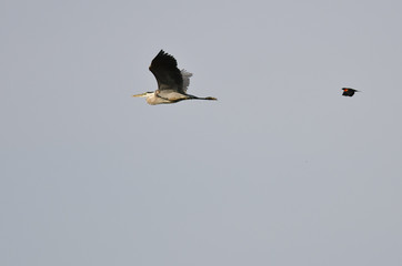 Great Blue Heron Being Chased by a Red-Winged Blackbird