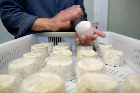 Manufacture of cheese