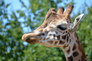 portrait de girafe