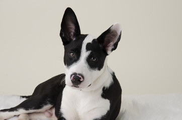 Sweet Border Collie Mixed Breed Black & White Dog laying down on furry rug.