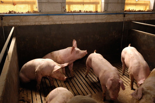 Pigs