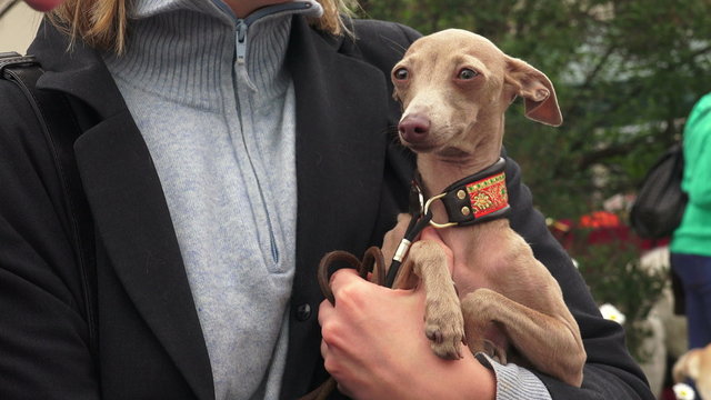 Italian Greyhound. Breed greyhounds. 4K.