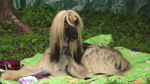 Afghan hound. Breed greyhounds.4K.