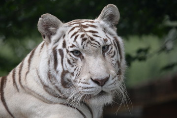 Portrait de tigre blanc