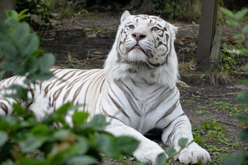 Tigre blanc