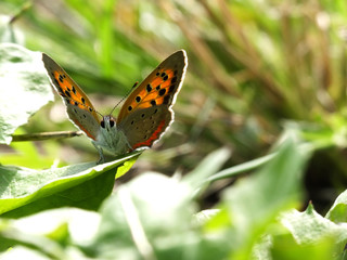 Obraz premium butterfly in the morning sunshine #8
