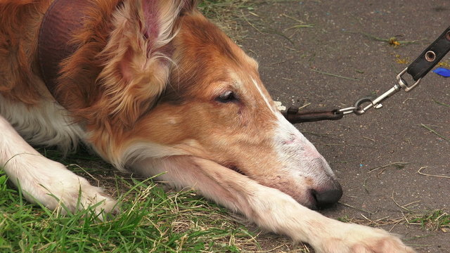 Russian Greyhound. Russian Wolfhound. Breed greyhounds. 4K.