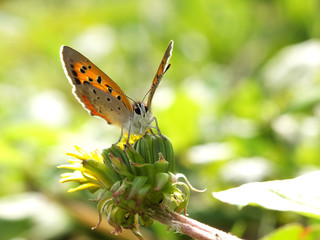 butterfly in the morning sunshine
