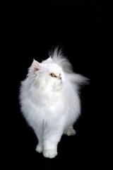 Fototapeta premium White persian cat