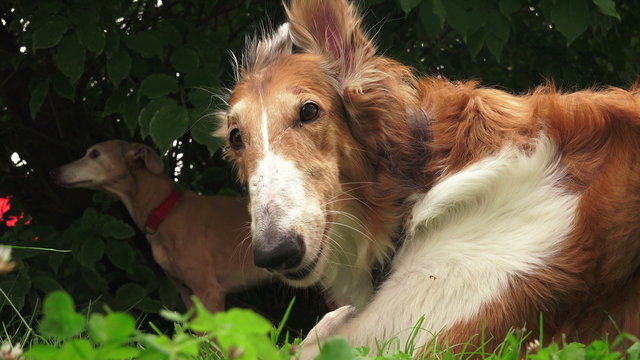 Russian Greyhound. Russian Wolfhound. Breed greyhounds. 4K.
